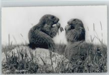 Murmeltiere Foto AK Motiv