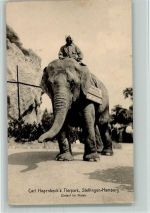 Elefant im Freien - Knackstedt & Näther AK Zoo