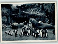 Südpolar Panorama - See Elefanten und Pinguine 1942 AK Zoo