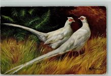 TSN Serie 887 - Weißer Fasan , Jagdtiere Schönian, A. Künstlerkarte