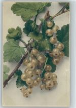 Rommel Nr. 708 Stachelbeeren Frucht, Gemüse 1908
