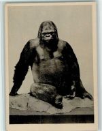 Gorilla "Bobby" aus dem Zoo Berlin Affe