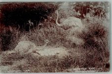 Johannesburg 1913 Foto AK Strauße Ort lt. Stempel