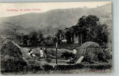 Colombo Foto AK Beruf Bauern