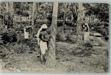 Colombo 1911 Foto AK Tracht Rubber Tapping
