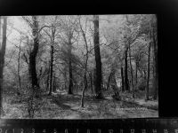 26345 W2935 Bockhorn , Jadebusen GLASNEGATIV Neuenburger Urwald