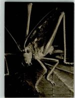 Eine Heuschrecke Fotograf Fischer Insekt Foto AK