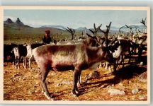 Rentiere Lappland Motiv Schweden