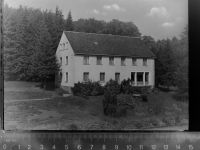 56479 W5439 Rehe GLASNEGATIV