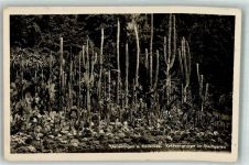 88662 W7770 Überlingen , Bodensee 1933 Foto AK Kakteengruppe im Stadtgarten