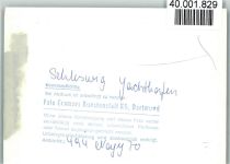 24837 W2380 Schleswig FOTO KEINE AK Jachthafen Segelboote