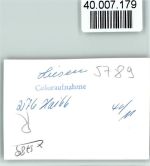 59969 W5789 Liesen FOTO KEINE AK