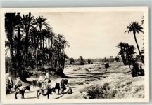 Marrakesch Marrakesh 1948 Foto AK Esel Tracht Oase Palmen
