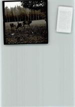 21266 W2112 Jesteburg FOTO KEINE AK Hirsch mit Gefolge