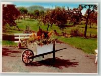 69429 W6935 Waldkatzenbach FOTO KEINE AK Schubkarre mit Blumen