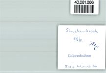33758 W4815 Stukenbrock FOTO KEINE AK Antilopen