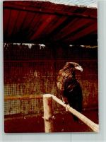 W5592 Klotten Wildpark Adler Vogel FOTO KEINE AK