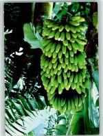 Bananenstaude AKU2 Frucht, Gemüse