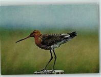 Uferschnepfe Vogel