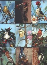Lot mit 28 AK (alle mehrfach) Vogel
