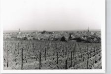 55597 W6556 Wöllstein , Rheinhess - Foto-Karte