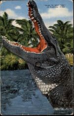 Krokodil