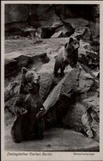 Zoo Berlin Bär