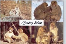 88682 W7777 Salem , Baden - Affenberg