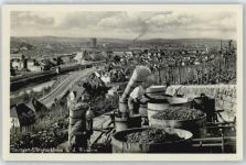 70173 W7000 Untertürkheim - Weinlese , Traubenlese