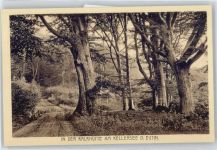 23701 W2420 Eutin - Waldpartie