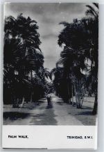 Palm Walk