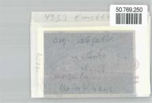 49685 W4593 Emstek FOTO KEINE AK Foto mit Negativ