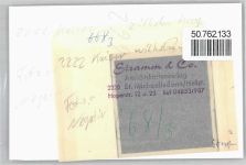 25709 W2222 Kaiser-Wilhelm-Koog FOTO KEINE AK Foto mit Negativ