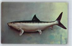 Macabi, Bonefish Fisch