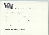 25842 W2255 Ockholm FOTO KEINE AK Schlüttsiel Fährhaus Kühe