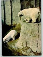 W6000 Frankfurt am Main Zoo Eisbären Zoo