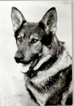 Schäferhund Porträt Schäferhund