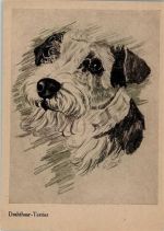 Drahthaar-Terrier sign. Peyle Terrier Künstlerkarte