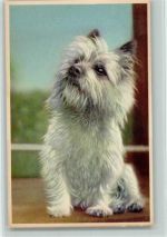 Cairn Terrier Terrier