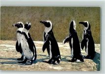 Brillenpinguine Pinguin