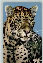 Leopard Raubkatze