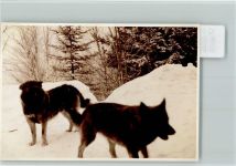 Zwei Schäferhunde im Schnee Schäferhund KEINE AK