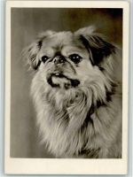 Pekinese Pekinese
