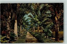 Durban - Palm Walk Botanical Gardens