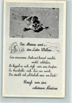 Seehund im Watt Robbe