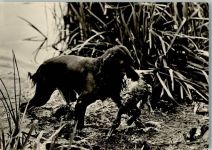 Jagdhund mit Beute Jagd