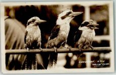 Kookaburras Foto AK Vogel 1933 Gebrauchsspuren