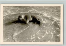 Seehund Robbe