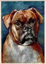 Boxer Boxer Künstlerkarte