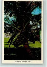 Kokosnussbaum Frucht, Gemüse
